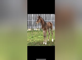 Deutsches Sportpferd, Stute, 15 Jahre, 170 cm, Dunkelbrauner