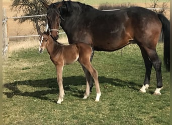 Deutsches Sportpferd, Stute, 15 Jahre, 170 cm, Dunkelbrauner