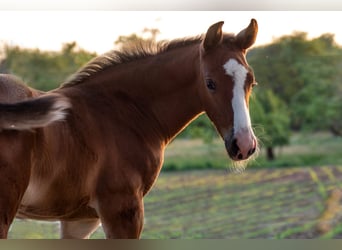 Deutsches Sportpferd, Stute, 15 Jahre, 170 cm, Dunkelbrauner