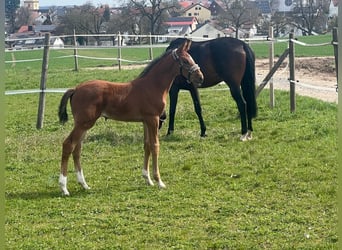 Deutsches Sportpferd, Stute, 15 Jahre, 170 cm, Dunkelbrauner