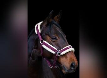 Deutsches Sportpferd, Stute, 15 Jahre, 170 cm, Dunkelbrauner