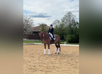 Deutsches Sportpferd, Stute, 15 Jahre, 170 cm, Fuchs