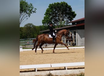 Deutsches Sportpferd, Stute, 15 Jahre, 170 cm, Fuchs