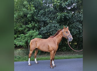 Deutsches Sportpferd, Stute, 15 Jahre, 171 cm, Fuchs