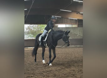 Deutsches Sportpferd, Stute, 15 Jahre, 172 cm, Brauner