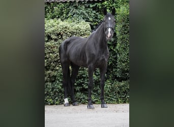 Deutsches Sportpferd, Stute, 15 Jahre, 175 cm, Rappe