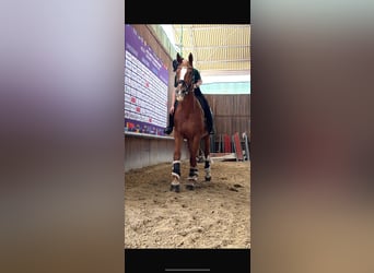 Deutsches Sportpferd Mix, Stute, 15 Jahre, Fuchs