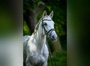 Deutsches Sportpferd, Stute, 15 Jahre, Schimmel