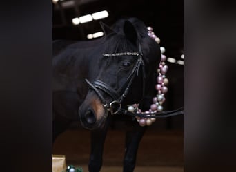 Deutsches Sportpferd, Stute, 16 Jahre, 160 cm, Dunkelbrauner