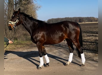 Deutsches Sportpferd, Stute, 16 Jahre, 164 cm, Dunkelbrauner