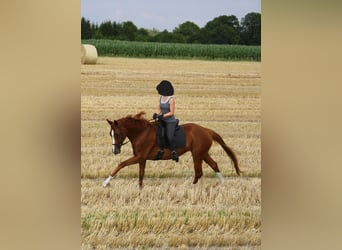Deutsches Sportpferd, Stute, 16 Jahre, 164 cm, Fuchs