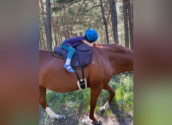 Deutsches Sportpferd, Stute, 16 Jahre, 164 cm, Fuchs