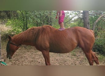 Deutsches Sportpferd, Stute, 16 Jahre, 164 cm, Fuchs