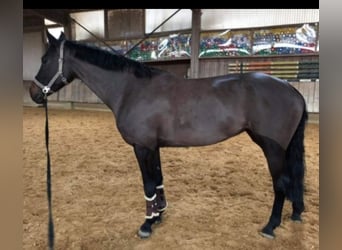 Deutsches Sportpferd, Stute, 16 Jahre, 165 cm, Rappe