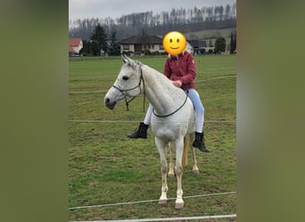 Deutsches Sportpferd, Stute, 16 Jahre, 165 cm, Schimmel