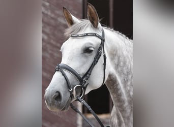 Deutsches Sportpferd, Stute, 16 Jahre, 165 cm, Schimmel