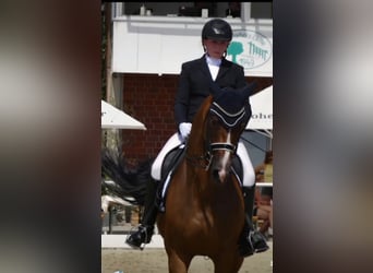 Deutsches Sportpferd, Stute, 16 Jahre, 166 cm, Brauner