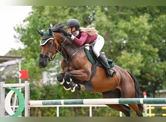 Deutsches Sportpferd, Stute, 16 Jahre, 167 cm, Brauner