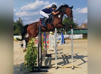 Deutsches Sportpferd, Stute, 16 Jahre, 167 cm, Brauner