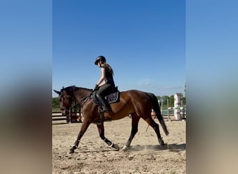 Deutsches Sportpferd, Stute, 16 Jahre, 167 cm, Brauner