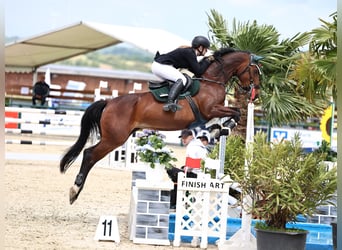 Deutsches Sportpferd, Stute, 16 Jahre, 167 cm, Brauner
