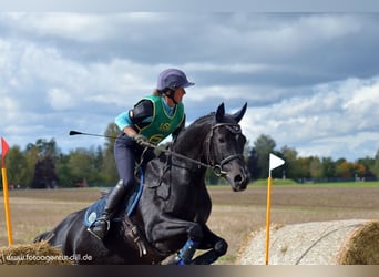 Deutsches Sportpferd, Stute, 16 Jahre, 168 cm, Dunkelbrauner