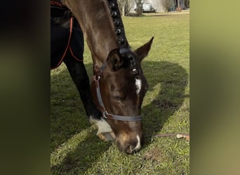 Deutsches Sportpferd, Stute, 16 Jahre, 168 cm, Dunkelbrauner
