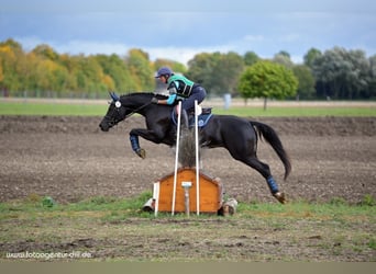 Deutsches Sportpferd, Stute, 16 Jahre, 168 cm, Dunkelbrauner