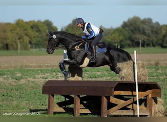 Deutsches Sportpferd, Stute, 16 Jahre, 168 cm, Dunkelbrauner