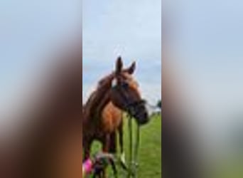 Deutsches Sportpferd, Stute, 16 Jahre, 170 cm, Fuchs