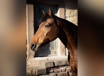 Deutsches Sportpferd, Stute, 16 Jahre, 173 cm, Brauner