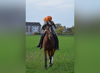 Deutsches Sportpferd, Stute, 16 Jahre, 182 cm, Brauner