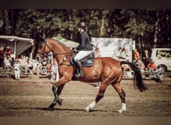Deutsches Sportpferd, Stute, 16 Jahre, 182 cm, Brauner