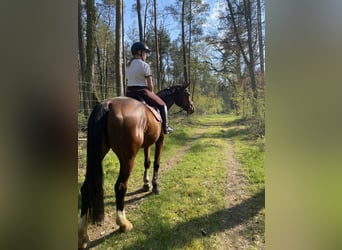 Deutsches Sportpferd, Stute, 16 Jahre, 182 cm, Brauner