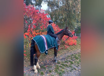 Deutsches Sportpferd, Stute, 16 Jahre, 182 cm, Brauner