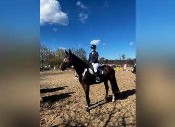 Deutsches Sportpferd, Stute, 16 Jahre, 182 cm, Brauner