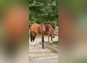 Deutsches Sportpferd, Stute, 16 Jahre, 182 cm, Brauner