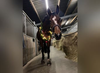 Deutsches Sportpferd, Stute, 16 Jahre, 182 cm, Brauner