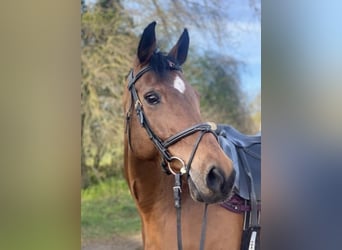 Deutsches Sportpferd, Stute, 17 Jahre, 155 cm