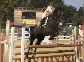 Deutsches Sportpferd, Stute, 17 Jahre, 160 cm, Dunkelbrauner