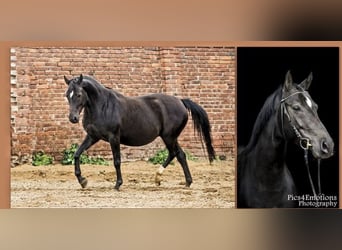 Deutsches Sportpferd, Stute, 17 Jahre, 160 cm, Schwarzbrauner