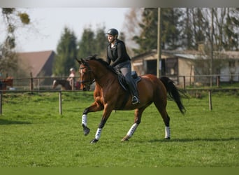 Deutsches Sportpferd, Stute, 17 Jahre, 161 cm, Brauner
