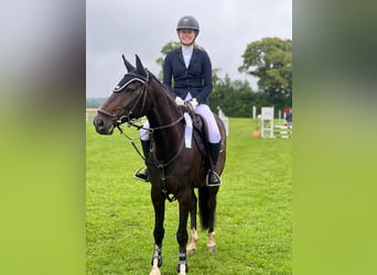 Deutsches Sportpferd, Stute, 17 Jahre, 161 cm, Dunkelbrauner