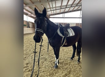 Deutsches Sportpferd, Stute, 17 Jahre, 164 cm, Dunkelbrauner