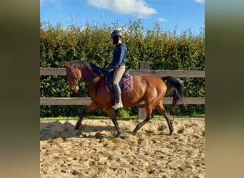 Deutsches Sportpferd, Stute, 17 Jahre, 167 cm, Brauner