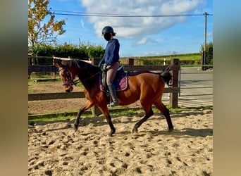 Deutsches Sportpferd, Stute, 17 Jahre, 167 cm, Brauner