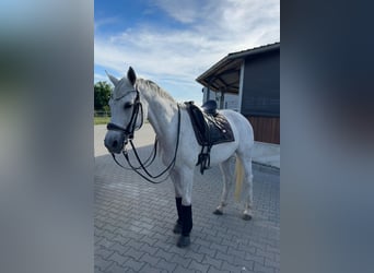 Deutsches Sportpferd, Stute, 17 Jahre, 168 cm, Schimmel