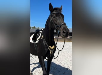 Deutsches Sportpferd, Stute, 17 Jahre, 170 cm, Dunkelbrauner