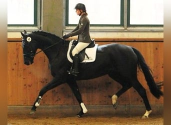 Deutsches Sportpferd, Stute, 17 Jahre, 170 cm, Dunkelbrauner