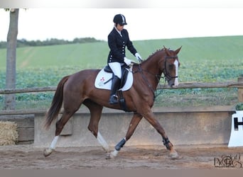 Deutsches Sportpferd, Stute, 17 Jahre, 170 cm, Fuchs